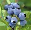 Blueberry's Avatar