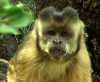 Monkey Wild's Avatar