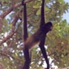 spidermonkey's Avatar